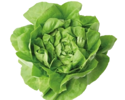 ensaladas fresquitos