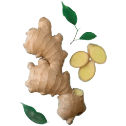 jengibre fresquitos